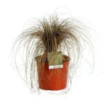 carex comans milk chocolate carice 2