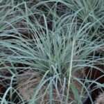 carex flacca blue zinger carice