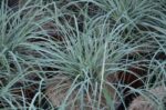 carex flacca blue zinger carice