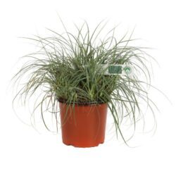 carex flacca blue zinger carice 2