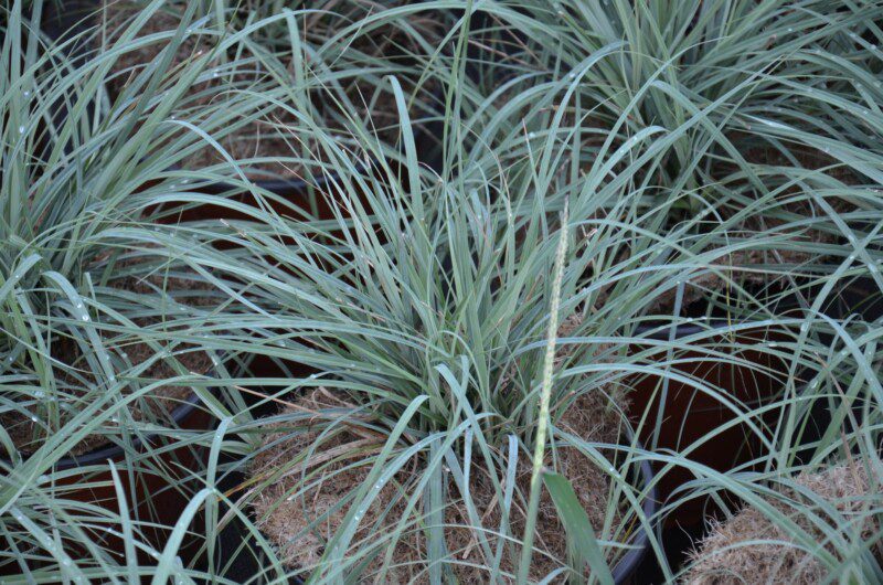 carex flacca blue zinger carice