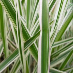 carex morrowii ice dance carice