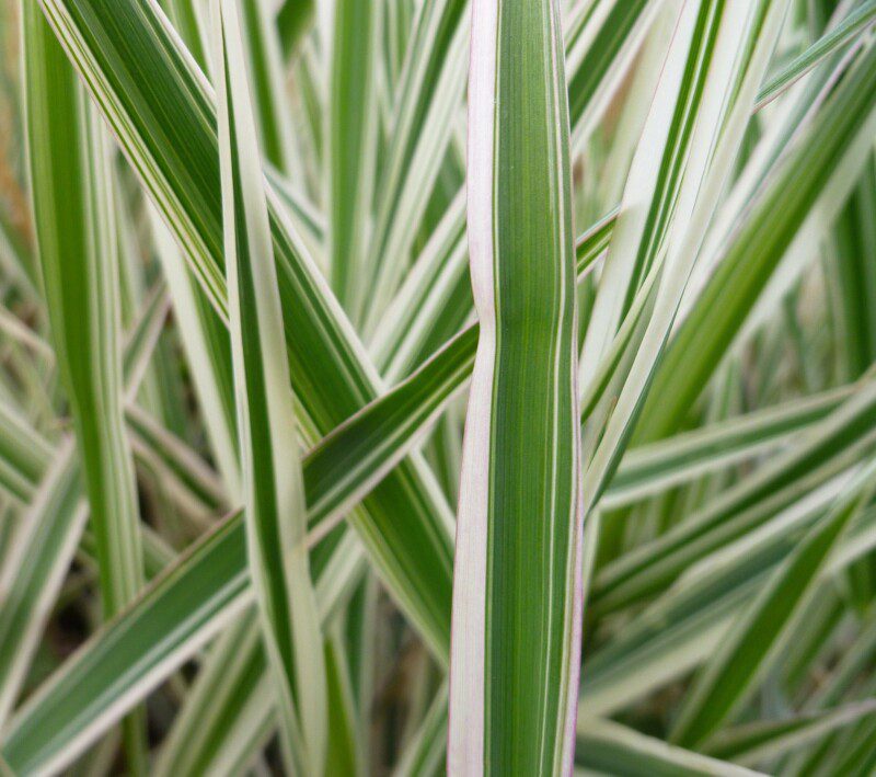 carex morrowii ice dance carice