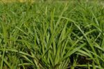 carex morrowii irish green carice
