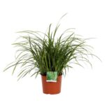carex morrowii irish green carice 2