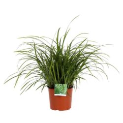 carex morrowii irish green carice 2