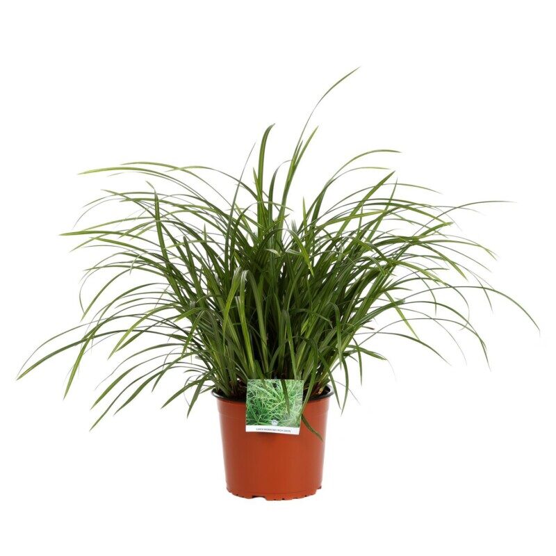 carex morrowii irish green carice 2
