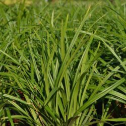 carex morrowii irish green carice