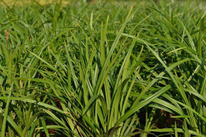 carex morrowii irish green carice