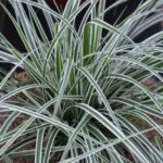 carex oschimemsis everest carice