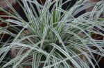 carex oschimemsis everest carice