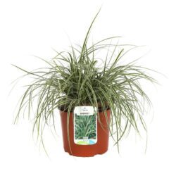 carex oschimemsis everest carice 2