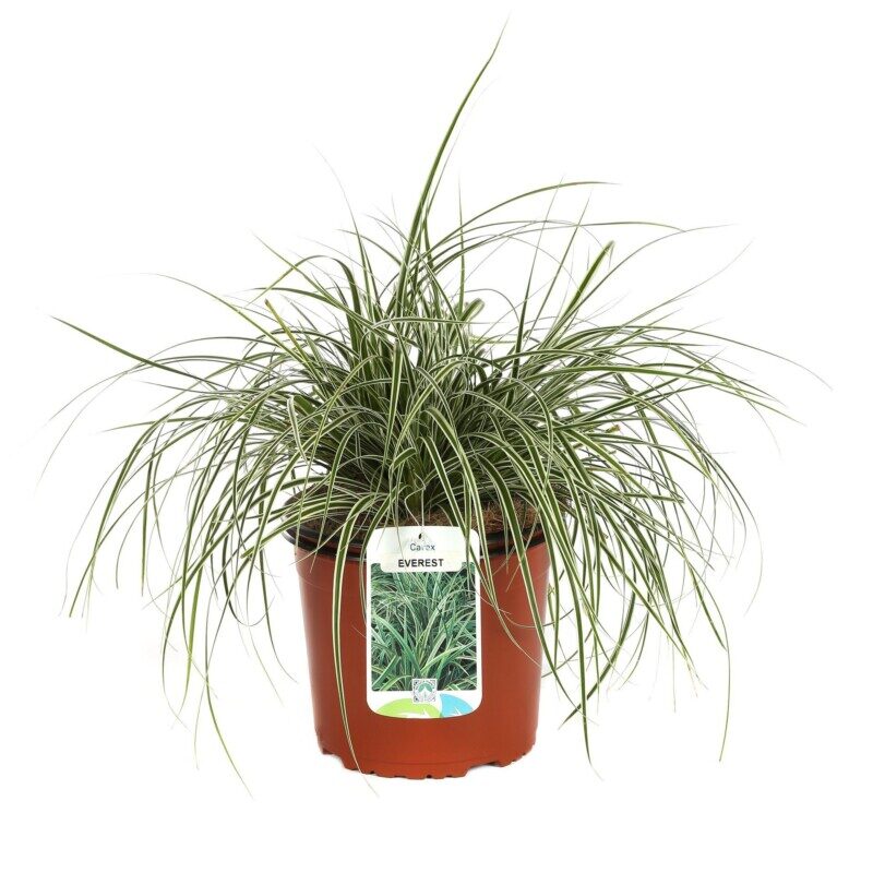 carex oschimemsis everest carice 2