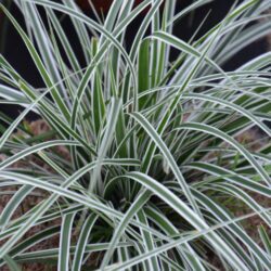 carex oschimemsis everest carice
