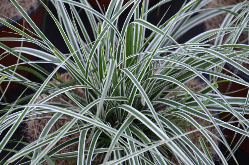 carex oschimemsis everest carice
