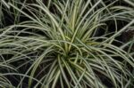 carex oschimemsis evergold carice 1