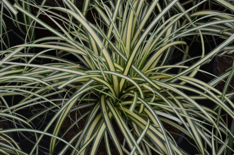 carex oschimemsis evergold carice 1