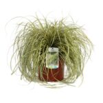 carex oschimemsis evergold carice