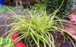 carex oschimemsis evergold carice 3