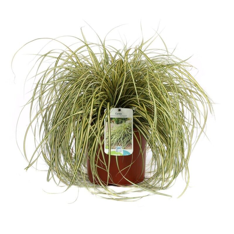 carex oschimemsis evergold carice