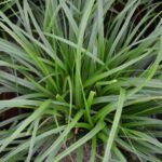 carex oschimemsis evergreen carice