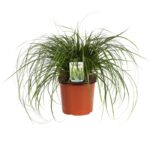 carex oschimemsis evergreen carice 2