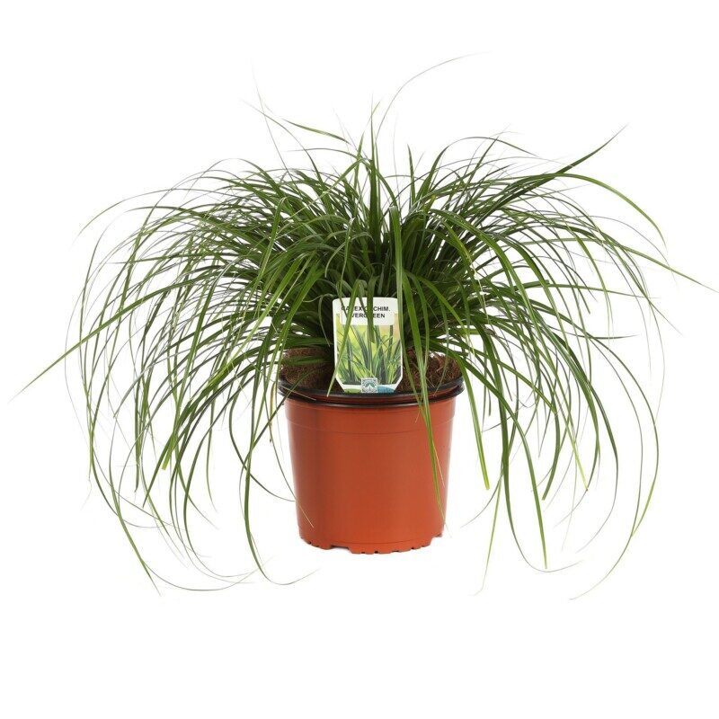 carex oschimemsis evergreen carice 2