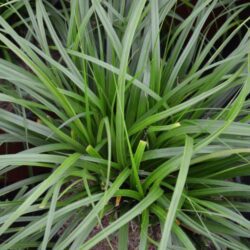 carex oschimemsis evergreen carice