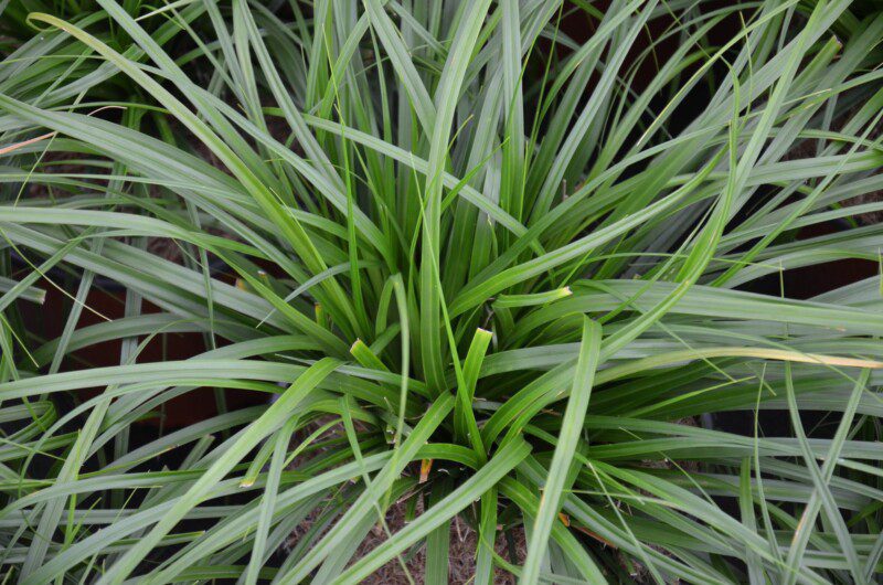 carex oschimemsis evergreen carice