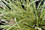 carex oschimemsis eversheen carice