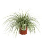 carex oschimemsis eversheen carice 2