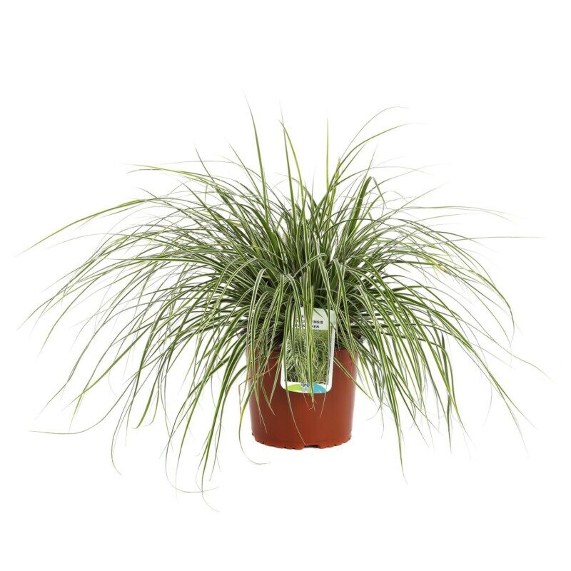 carex oschimemsis eversheen carice 2