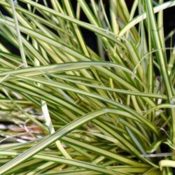 carex oschimemsis eversheen carice