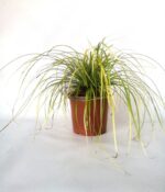 carex oschinensis everillo carice 2