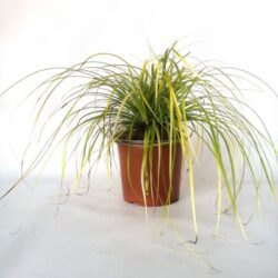 carex oschinensis everillo carice 2