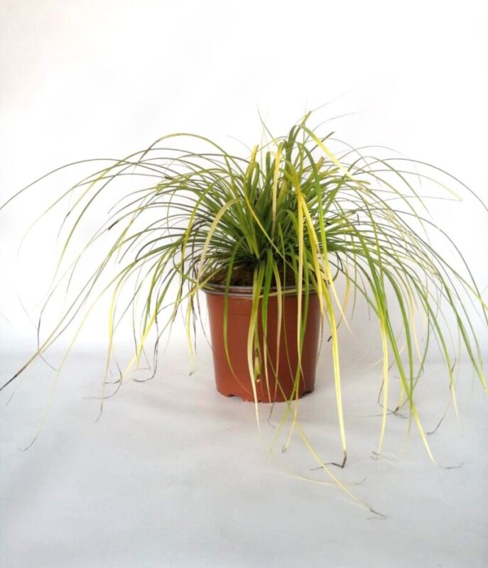 carex oschinensis everillo carice 2