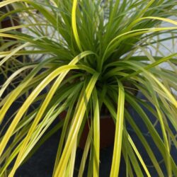 carex oschinensis everillo carice
