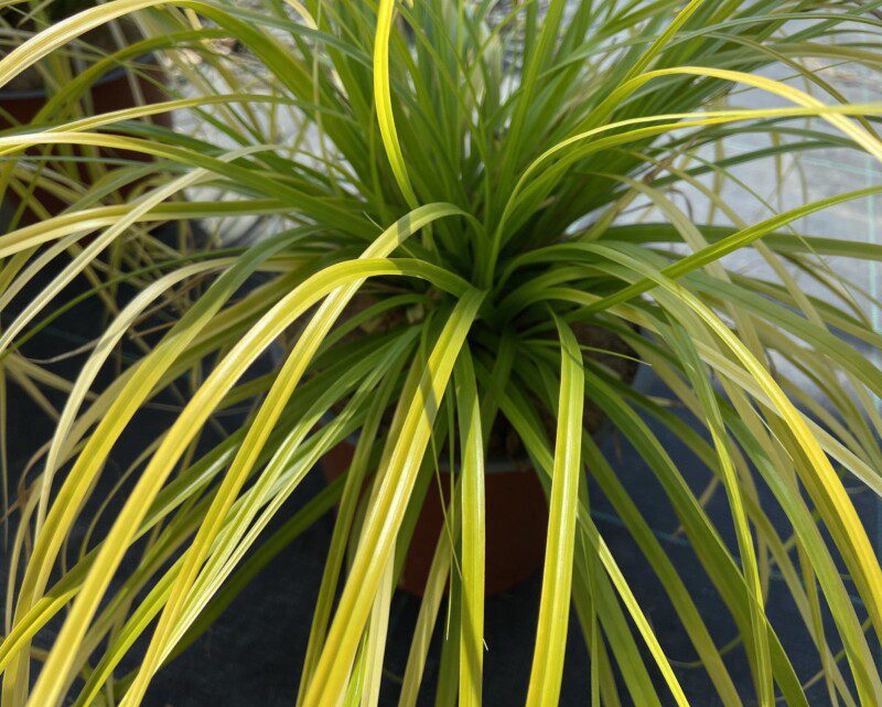 carex oschinensis everillo carice