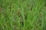 carex phoenix green carice