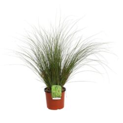 carex phoenix green carice 2