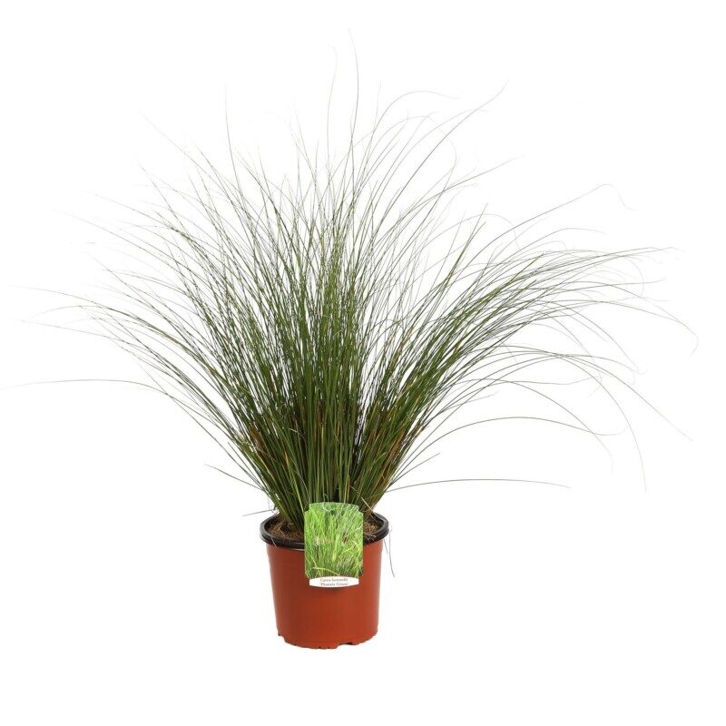carex phoenix green carice 2