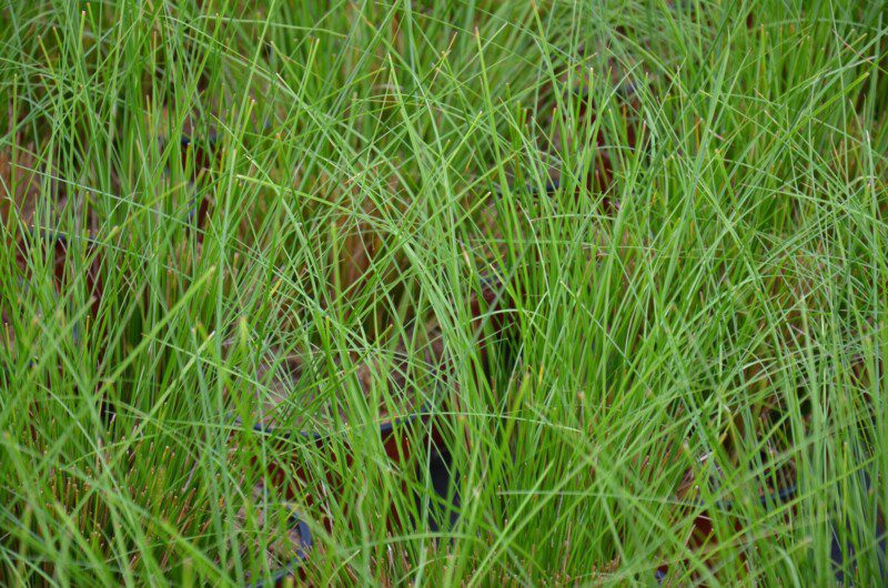 carex phoenix green carice