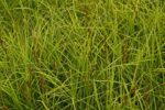 carex testacea carice