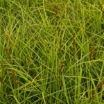 carex testacea carice