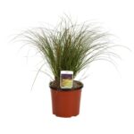 carex testacea carice 2