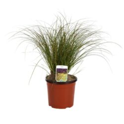 carex testacea carice 2