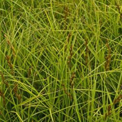 carex testacea carice
