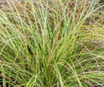 carex testacea prairie fire carice
