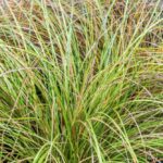 carex testacea prairie fire carice