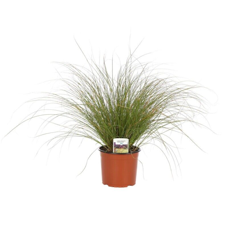 carex testacea prairie fire carice 2